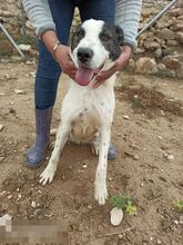 SARA, Hund, Mischlingshund in Spanien - Bild 14