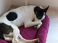 SARA, Hund, Mischlingshund in Spanien - Bild 2