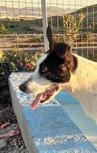 SARA, Hund, Mischlingshund in Spanien - Bild 6
