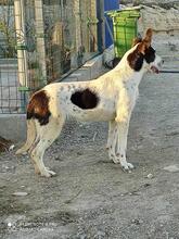 SARA, Hund, Mischlingshund in Spanien - Bild 7