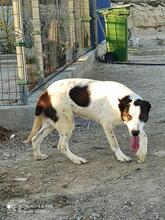 SARA, Hund, Mischlingshund in Spanien - Bild 8
