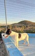 SARA, Hund, Mischlingshund in Spanien - Bild 9