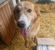 HAARY, Hund, Labrador-Golden Retriever-Mix in Kroatien - Bild 1