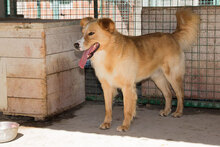 HAARY, Hund, Mischlingshund in Kroatien - Bild 10
