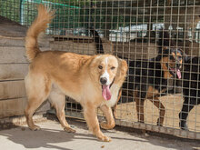 HAARY, Hund, Mischlingshund in Kroatien - Bild 12
