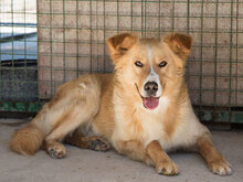 HAARY, Hund, Mischlingshund in Kroatien - Bild 15