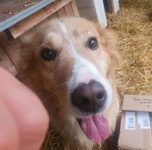 HAARY, Hund, Mischlingshund in Kroatien - Bild 2