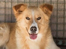 HAARY, Hund, Mischlingshund in Kroatien - Bild 4