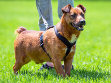 RON, Hund, Mischlingshund in Seligenstadt - Bild 10