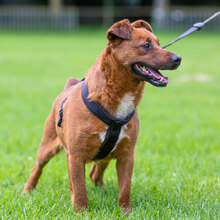 RON, Hund, Mischlingshund in Seligenstadt - Bild 13