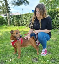 RON, Hund, Mischlingshund in Seligenstadt - Bild 14