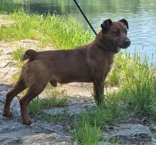 RON, Hund, Mischlingshund in Seligenstadt - Bild 16