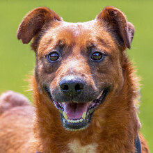 RON, Hund, Mischlingshund in Seligenstadt - Bild 3