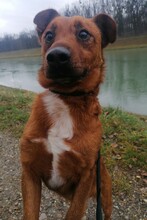 RON, Hund, Mischlingshund in Seligenstadt - Bild 5