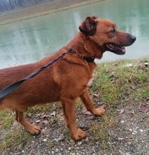 RON, Hund, Mischlingshund in Seligenstadt - Bild 7