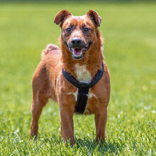 RON, Hund, Mischlingshund in Seligenstadt - Bild 8