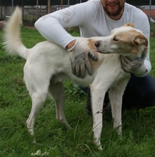 DENNIS, Hund, Mischlingshund in Griechenland - Bild 2