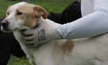 DENNIS, Hund, Mischlingshund in Griechenland - Bild 7