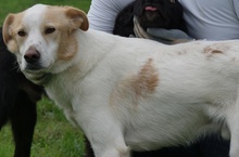 DENNIS, Hund, Mischlingshund in Griechenland - Bild 8