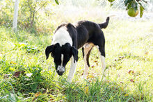 PETAR, Hund, Mischlingshund in Kroatien - Bild 5