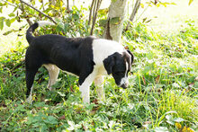 PETAR, Hund, Mischlingshund in Kroatien - Bild 6