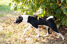 PETAR, Hund, Mischlingshund in Kroatien - Bild 7