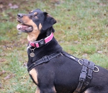 TOKA, Hund, Pinscher in Bad Hersfeld - Bild 3