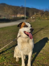 SULTAN, Hund, Mastin del Pirineos in Spanien - Bild 1