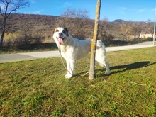 SULTAN, Hund, Mastin del Pirineos in Spanien - Bild 3