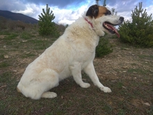 SULTAN, Hund, Mastin del Pirineos in Spanien - Bild 4