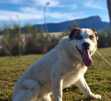 SULTAN, Hund, Mastin del Pirineos in Spanien - Bild 5
