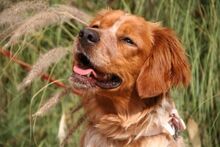 STELLA, Hund, Epagneul Breton in Spanien - Bild 1