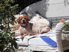 STELLA, Hund, Epagneul Breton in Spanien - Bild 11