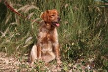 STELLA, Hund, Epagneul Breton in Spanien - Bild 6