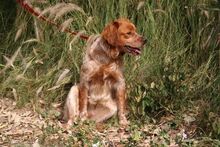 STELLA, Hund, Epagneul Breton in Spanien - Bild 7