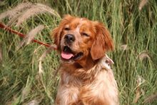 STELLA, Hund, Epagneul Breton in Spanien - Bild 8