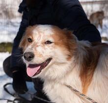 TINTIN, Hund, Mischlingshund in Sachsenheim - Bild 11