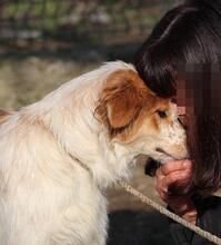 TINTIN, Hund, Mischlingshund in Sachsenheim - Bild 14