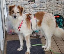 TINTIN, Hund, Mischlingshund in Sachsenheim - Bild 16