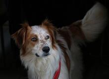 TINTIN, Hund, Mischlingshund in Sachsenheim - Bild 4