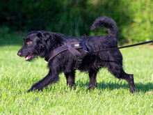 JAMES, Hund, Mischlingshund in Kroatien - Bild 8