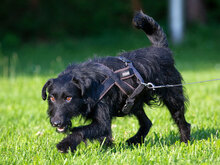 JAMES, Hund, Mischlingshund in Kroatien - Bild 9