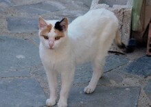 NOUGAT, Katze, Europäisch Kurzhaar in Griechenland