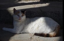 NOUGAT, Katze, Europäisch Kurzhaar in Griechenland - Bild 2