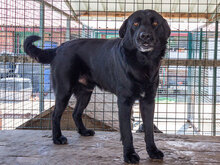 RAUL, Hund, Labrador-Mix in Kroatien - Bild 12