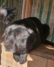 RAUL, Hund, Labrador-Mix in Kroatien - Bild 4