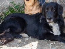 MUCICA, Hund, Irish Setter-Labrador-Mix in Kroatien - Bild 1