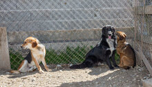 MUCICA, Hund, Irish Setter-Labrador-Mix in Kroatien - Bild 7