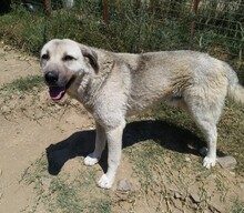 AJAS, Hund, Mischlingshund in Türkei - Bild 1