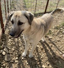 AJAS, Hund, Mischlingshund in Türkei - Bild 3